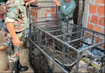 Após sendo recapturado 