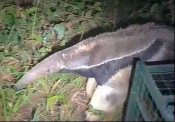 Tamanduá sendo solto em mata na região 