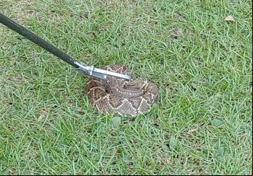 Imagens PMA