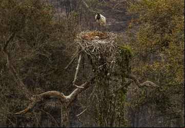 Incêndio na região de Corumbá destrói ninho de tuiuiú e relembra situação de 2020 - Foto: EBC