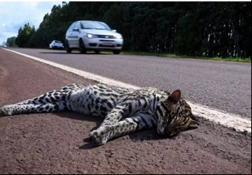 Jaguatirica adulta encontrada às margens da BR-060 (Foto: Henrique Kawaminami)
