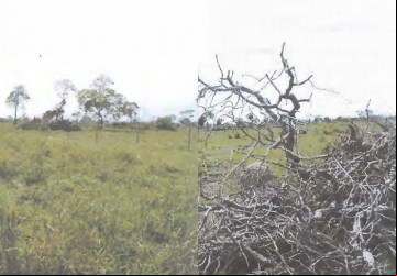 Área que foi degradada em Aquidauana e agora será recuperada. (Foto: autos do processo)