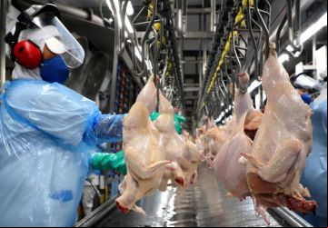 Frigoríficos de MS destinaram quase 11 mil toneladas de carne de frango para o Japão nos primeiros quatro meses do ano 