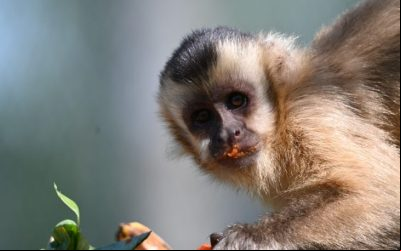 Imasul leva tuiuiú e oito macacos-prego reabilitados no CRAS para ambientação no Pantanal