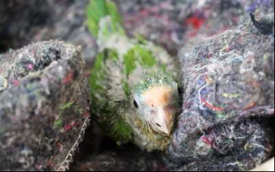 Com chegada do frio, CRAS adapta recintos e reforça estrutura para garantir bem-estar dos animais silvestres