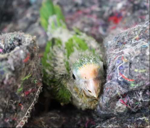 Com chegada do frio, CRAS adapta recintos e reforça estrutura para garantir bem-estar dos animais silvestres